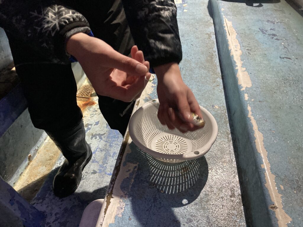 釣竿の針に生き餌のイワシをつける