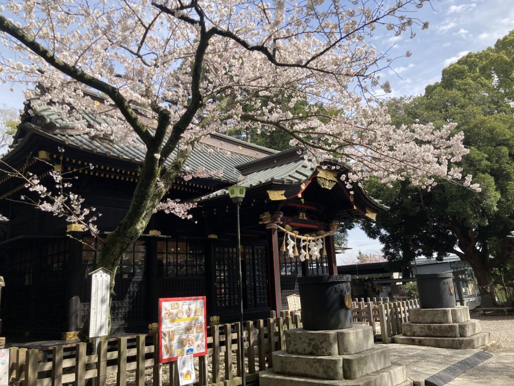 玉前神社拝殿と桜