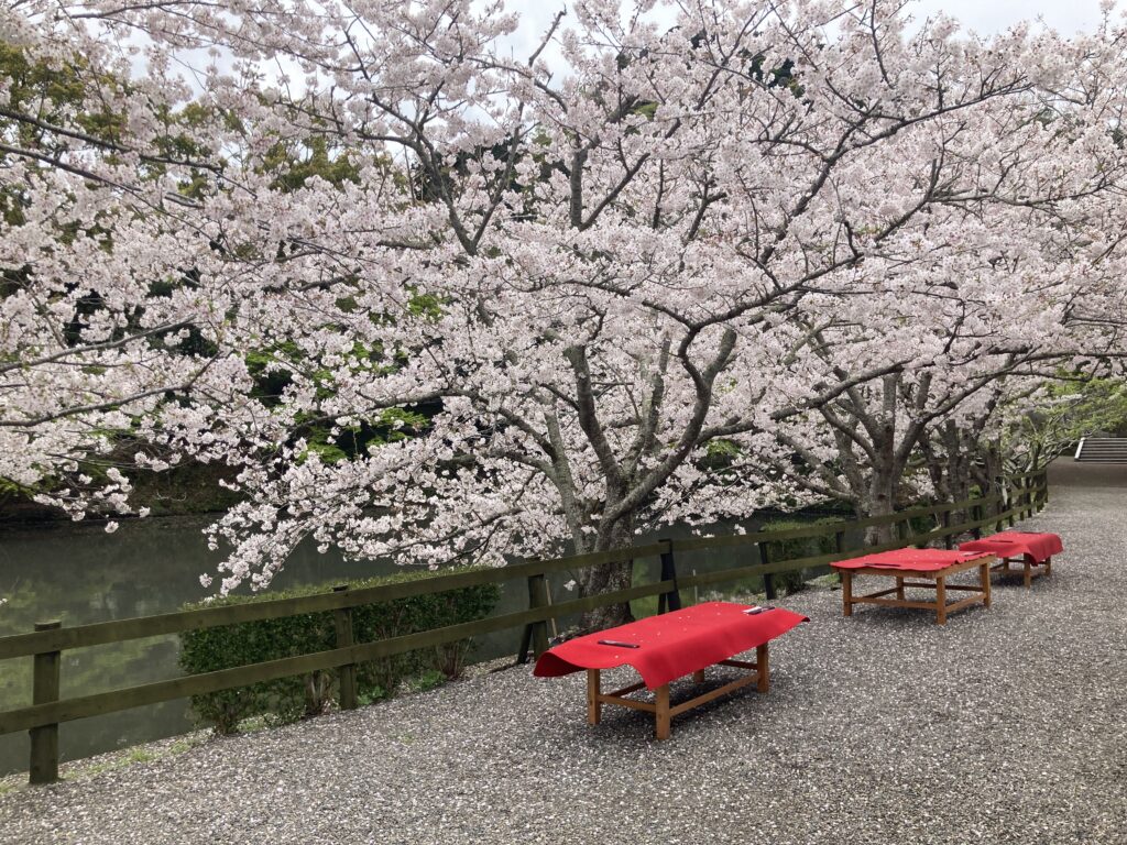 茶屋の前の池と桜