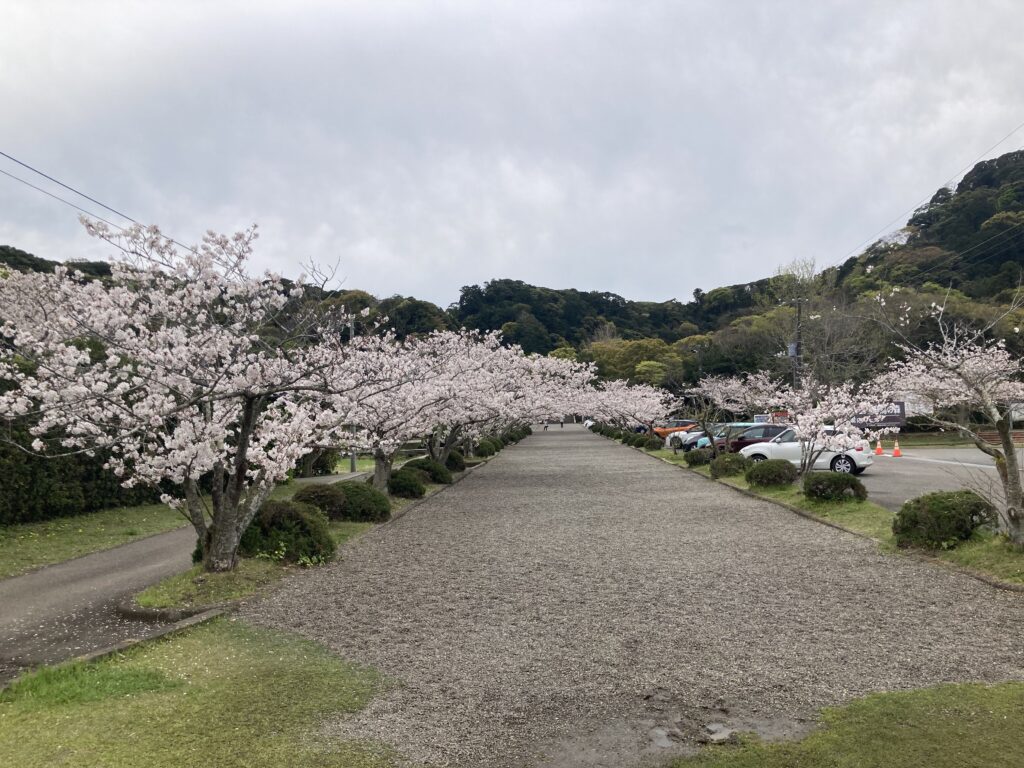 参道の桜並木